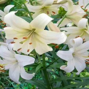 Mirisno ulje za svijeće Lili&White Musk