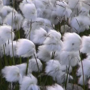 Mirisno ulje za svijece Soft&Warm Cotton