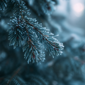 Mirisno ulje Frozen Spruce Zimska smreka 1kg